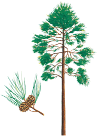 Red (Norway) Pine